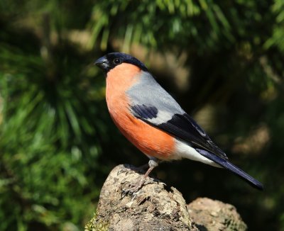 Goudvink - Eurasian Bullfinch