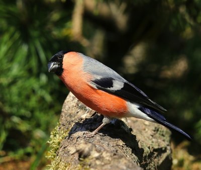 Goudvink - Eurasian Bullfinch