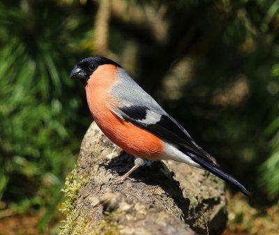 Goudvink - Eurasian Bullfinch