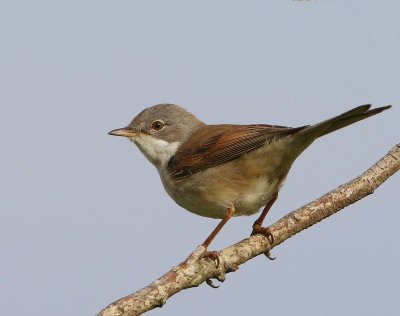 Grasmus - Common Whitethroat