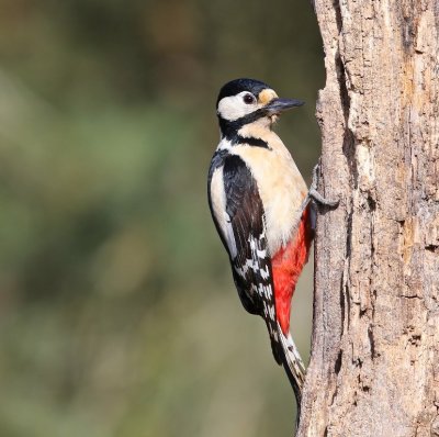 Grote Bonte Specht - Great Spotted WQoodpecker