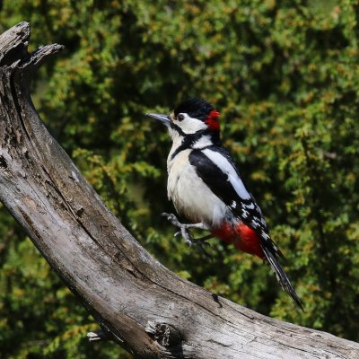 Grote Bonte Specht - Great Spotted WQoodpecker