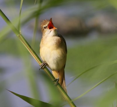 Grote Karekiet - Great Reed Warbler