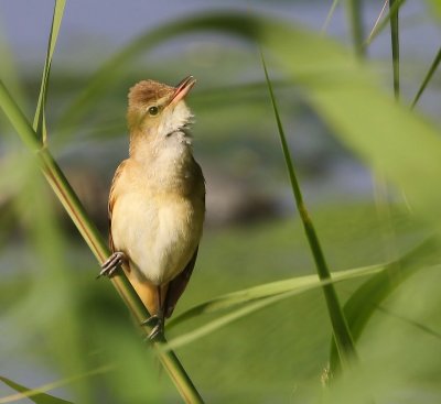 Grote Karekiet - Great Reed Warbler