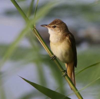 Grote Karekiet - Great Reed Warbler