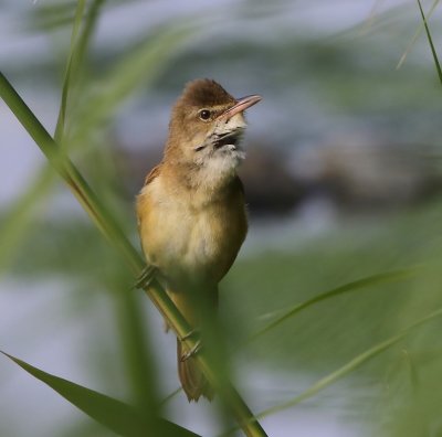 Grote Karekiet - Great Reed Warbler