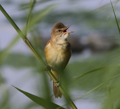 Grote Karekiet - Great Reed Warbler