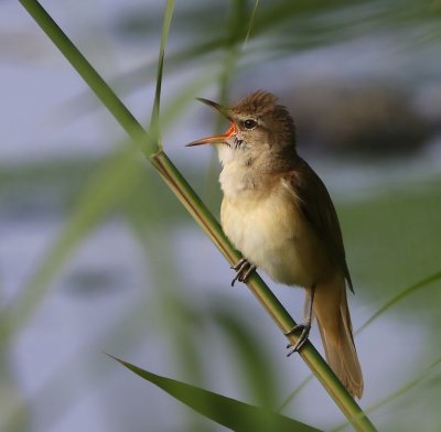 Grote Karekiet - Great Reed Warbler