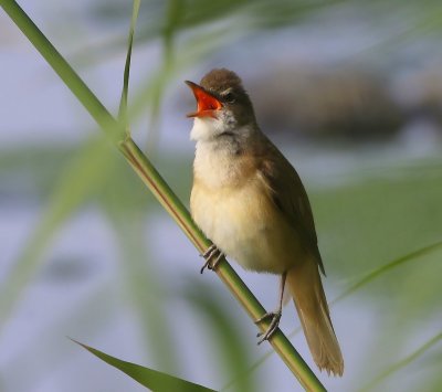 Grote Karekiet - Great Reed Warbler