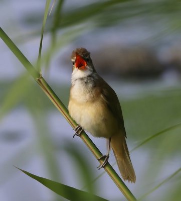 Grote Karekiet - Great Reed Warbler