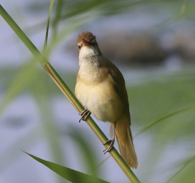 Grote Karekiet - Great Reed Warbler