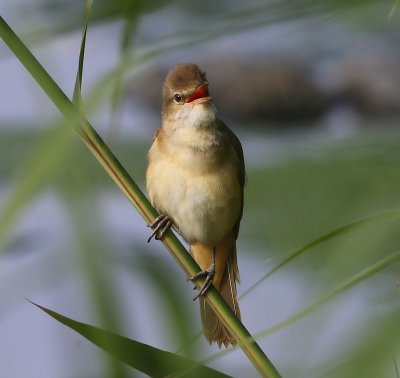 Grote Karekiet - Great Reed Warbler