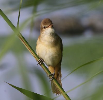 Grote Karekiet - Great Reed Warbler