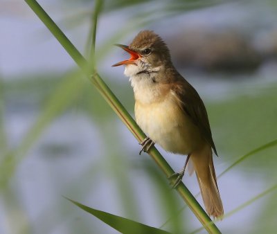 Grote Karekiet - Great Reed Warbler