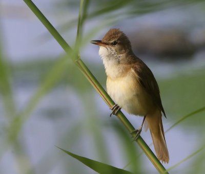 Grote Karekiet - Great Reed Warbler