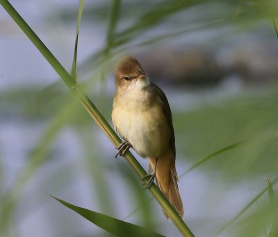Grote Karekiet - Great Reed Warbler
