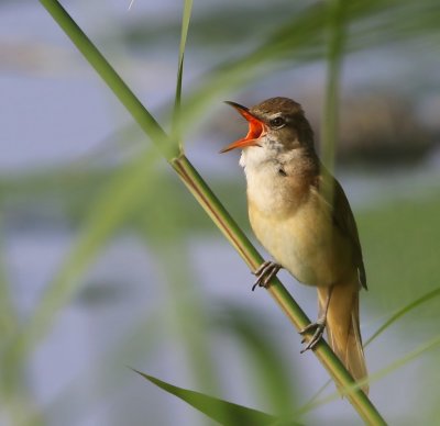 Grote Karekiet - Great Reed Warbler