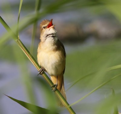 Grote Karekiet - Great Reed Warbler