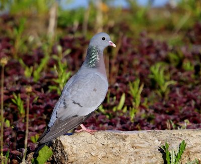 Holenduif - Stock Dove