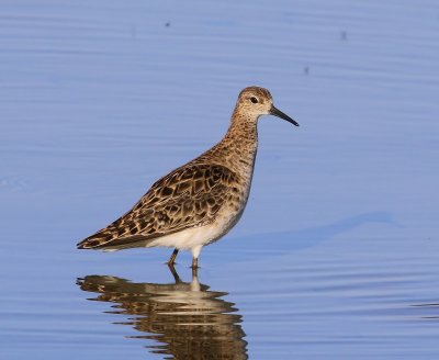 Kemphaan - Ruff
