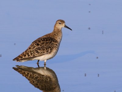 Kemphaan - Ruff