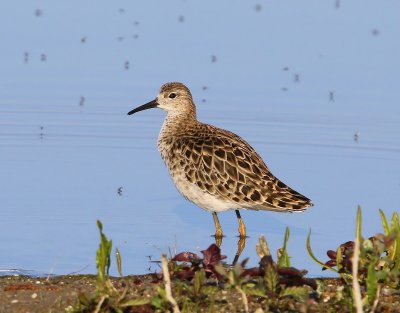 Kemphaan - Ruff