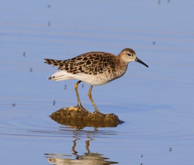 Kemphaan - Ruff