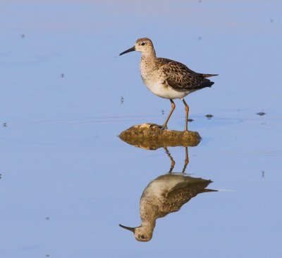 Kemphaan - Ruff