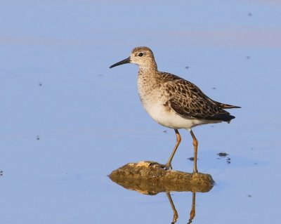 Kemphaan - Ruff