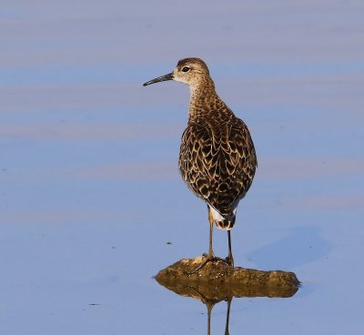Kemphaan - Ruff