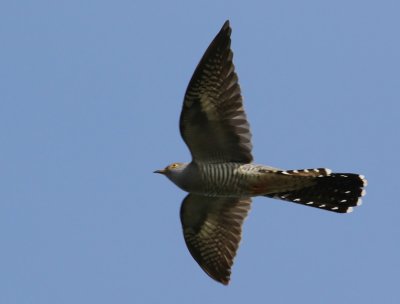 Koekoek - Common Cuckoo