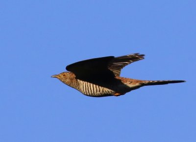 Koekoek - Common Cuckoo