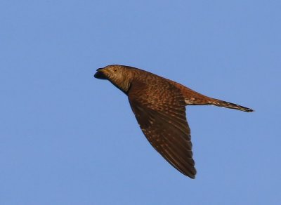 Koekoek - Common Cuckoo