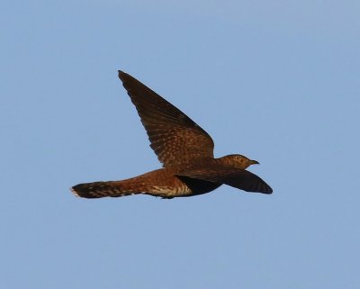Koekoek - Common Cuckoo