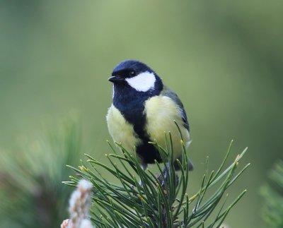 Koolmees - Great Tit