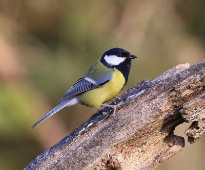Koolmees - Great Tit
