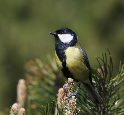 Koolmees - Great Tit