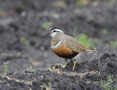 Morinelplevier - Eurasian Dotterel