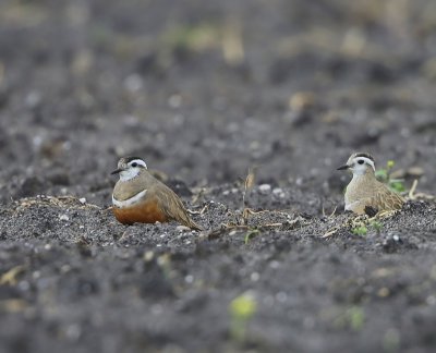 Morinelplevieren - Eurasian Dotterels