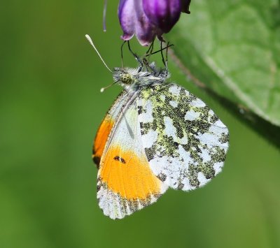 Oranjetipje - Orange Tip