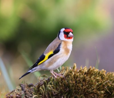 Putter - European Goldfinch