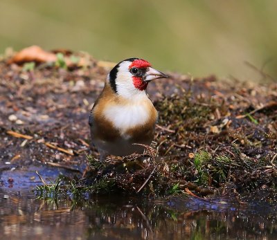 Putter - European Goldfinch