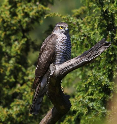 Sperwer - Eurasian Sparrowhawk
