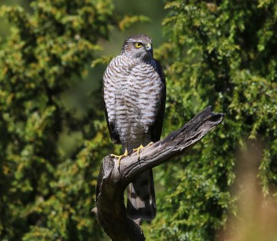 Sperwer - Eurasian Sparrowhawk