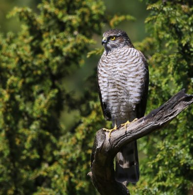 Sperwer - Eurasian Sparrowhawk