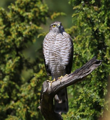 Sperwer - Eurasian Sparrowhawk