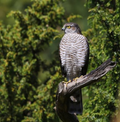 Sperwer - Eurasian Sparrowhawk