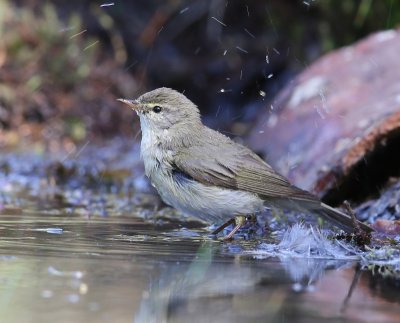 Tjiftjaf - Northern Chiffchaff