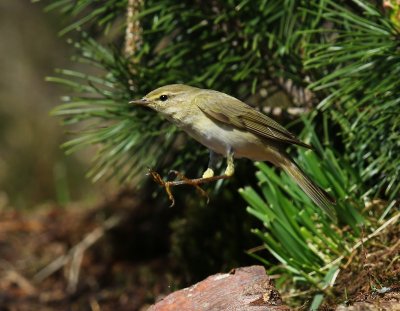 Tjiftjaf - Northern Chiffchaff