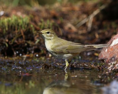 Tjiftjaf - Northern Chiffchaff